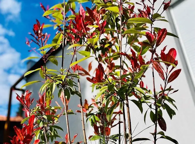 Aranygesztenye Apartmanhaz *